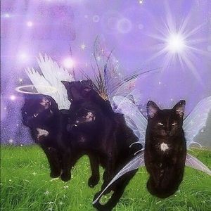 Meet your Posher, Chanel